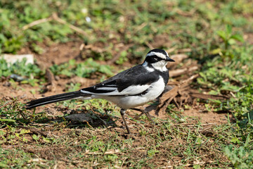 Bergeronnette pie,.Motacilla aguimp, African Pied Wagtail