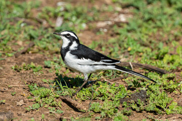 Obraz premium Bergeronnette pie,.Motacilla aguimp, African Pied Wagtail