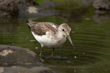 Chevalier aboyeur,.Tringa nebularia; Common Greenshank