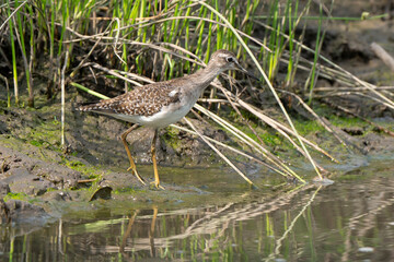 Chevalier aboyeur,.Tringa nebularia; Common Greenshank