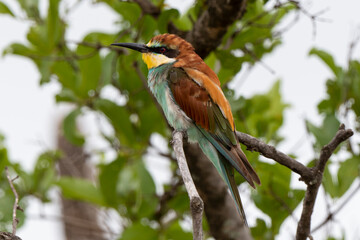 Guêpier d'Europe,.Merops apiaster, European Bee eater