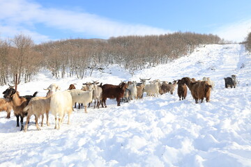 goats chasing food in harsh winter conditions