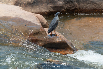 Héron strié,.Butorides striata, Striated Heron