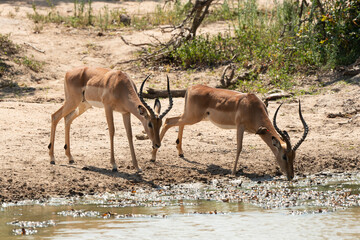 Impala, male, Aepyceros melampus