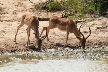 Impala, male, Aepyceros melampus