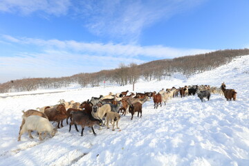 goats chasing food in harsh winter conditions