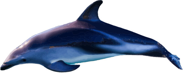 Dolphin design with a transparent background