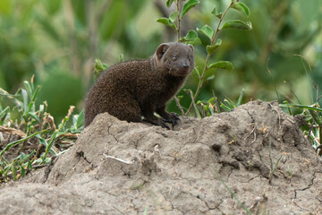 Mangouste naine, Helogale parvula