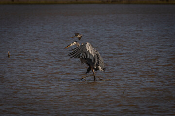 Great Blue Heron lands in the water of the marsh