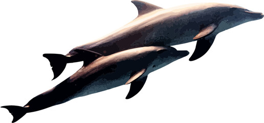 Dolphin design with a transparent background