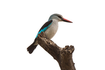 Martin chasseur à tête brune,.Halcyon albiventris, Brown hooded Kingfisher