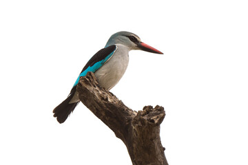 Martin chasseur à tête brune,.Halcyon albiventris, Brown hooded Kingfisher
