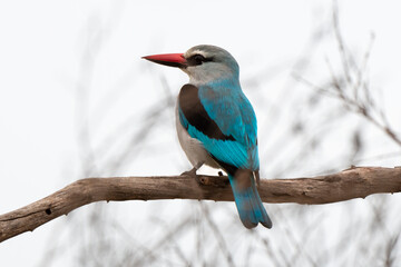 Martin chasseur à tête brune,.Halcyon albiventris, Brown hooded Kingfisher - obrazy, fototapety, plakaty