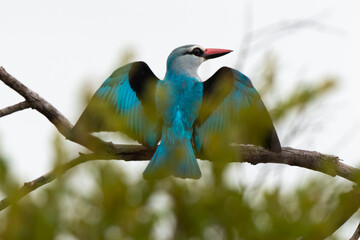 Martin chasseur à tête brune,.Halcyon albiventris, Brown hooded Kingfisher