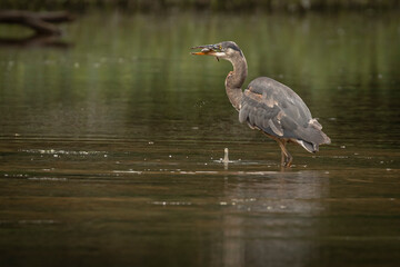 Great Blue Heron fishes in the marsh