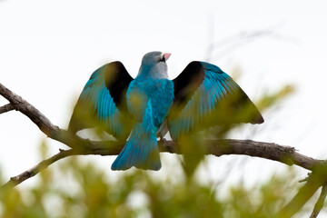 Martin chasseur à tête brune,.Halcyon albiventris, Brown hooded Kingfisher