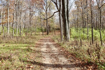 Obraz premium The empty hiking trail in the forest on a sunny fall. day.