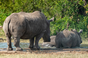 Fototapeta premium Rhinocéros blanc, corne coupée, white rhino, Ceratotherium simum, Parc national Kruger, Afrique du Sud