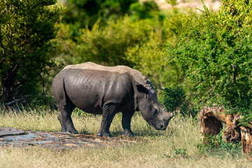 Obraz premium Rhinocéros blanc, corne coupée, white rhino, Ceratotherium simum, Parc national Kruger, Afrique du Sud