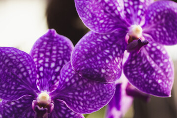 Growing purple orchid flowers in white spots in a botanical garden. Growing exotic Phalaenopsis flower full bloom. Blooming flowers pistil stamen in a tropical greenhouse, jungles. Floral wallpaper.