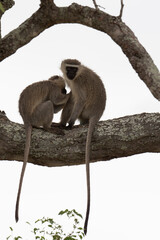 Vervet, singe, Chlorocebus pygerythrus