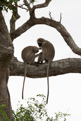 Vervet, singe, Chlorocebus pygerythrus