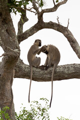 Vervet, singe, Chlorocebus pygerythrus