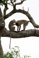 Vervet, singe, Chlorocebus pygerythrus