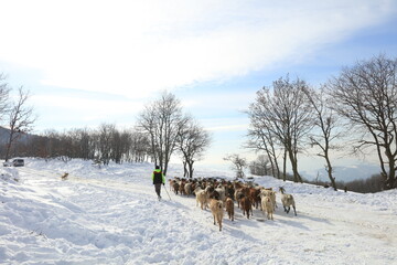 Fototapeta premium goats chasing food in harsh winter conditions