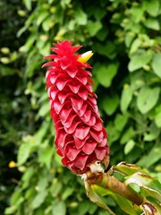 Costus comosus rouge dans le jardin exotique Terra Nostra à Furnas sur l'île de Sao Miguel dans l'archipel des Açores au Portugal. Europe
