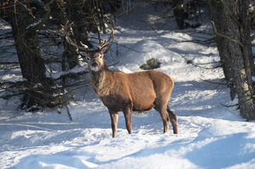 deer in winter