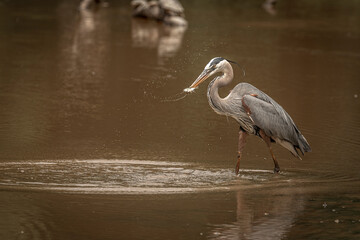 Great Blue Heron fishes in the marsh