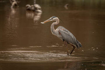 Great Blue Heron fishes in the marsh