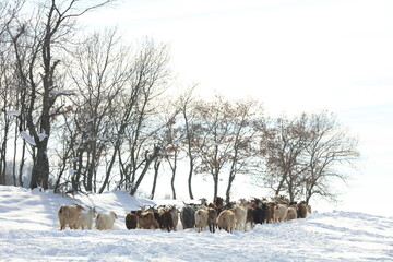 Fototapeta premium goats chasing food in harsh winter conditions
