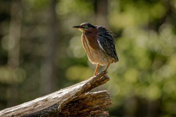 Green Heron stands on a branch in the marsh