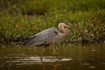 Great Blue Heron walks through the marsh