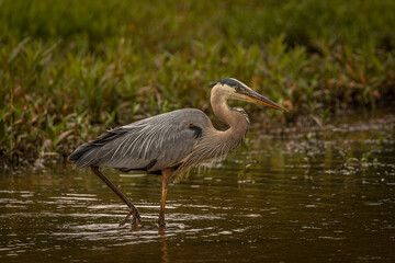 Great Blue Heron walks through the marsh