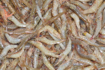 shrimp for marketing