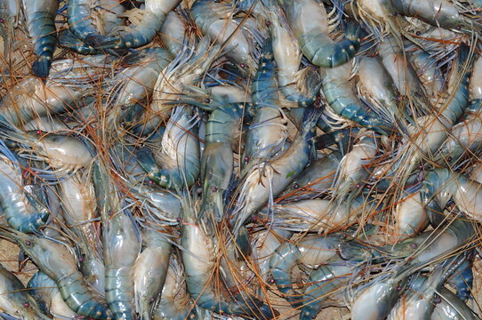 Prawn farming