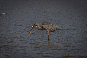 Great Blue Heron fishes in the marsh