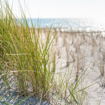 Strand und Dünengras an der Ostsee