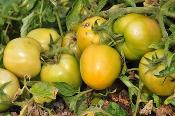 Tomato on plants