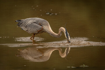 Great Blue Heron catches a fish in the marsh