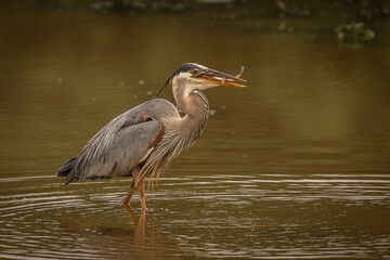 Great Blue Heron catches a fish in the marsh