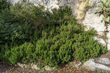 Fototapeta premium Romarin