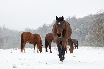 Pferd im Winter