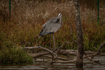 Great Blue Heron preens while standing on a branch