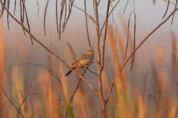 Eurasian wryneck or northern wryneck (Jynx torquilla) at Baruipur grassland, West Bengal, India.