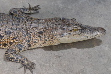 alligator in the zoo