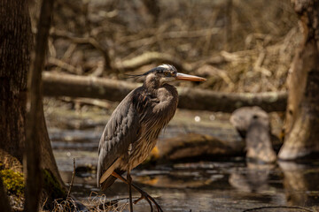 Great Blue Heron stands on a tree stump in the marsh